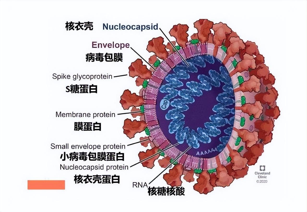 第三波疫情的全面大爆发与应对策略第三波疫情来势汹汹